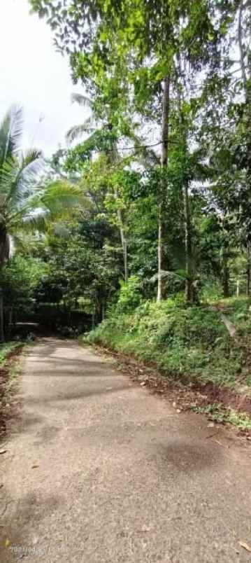 kebun durian dan manggis dekat villa bali lush tabanan