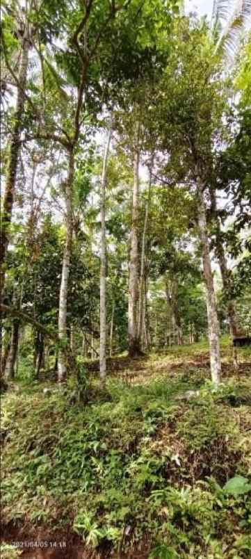 kebun durian dan manggis dekat villa bali lush tabanan