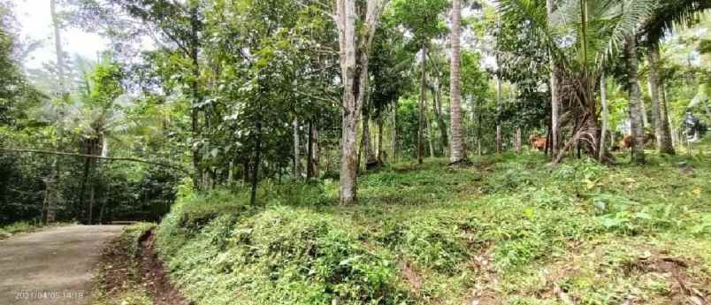 kebun durian dan manggis dekat villa bali lush tabanan