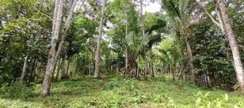 kebun durian dan manggis dekat villa bali lush tabanan