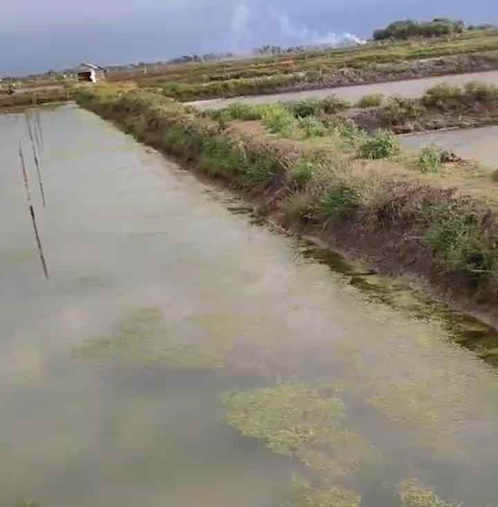 tambak strategis dekat jalan pantura kiajaran kulon
