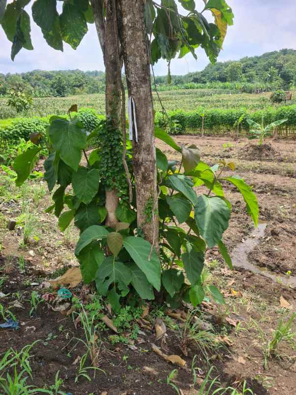 tanah cocok untuk investasi gondoriyo ngaliyan