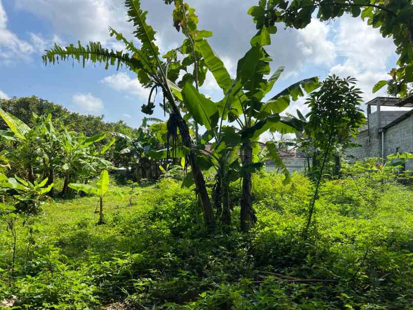 tanah datar tepi jl raya kerjo sambirejo