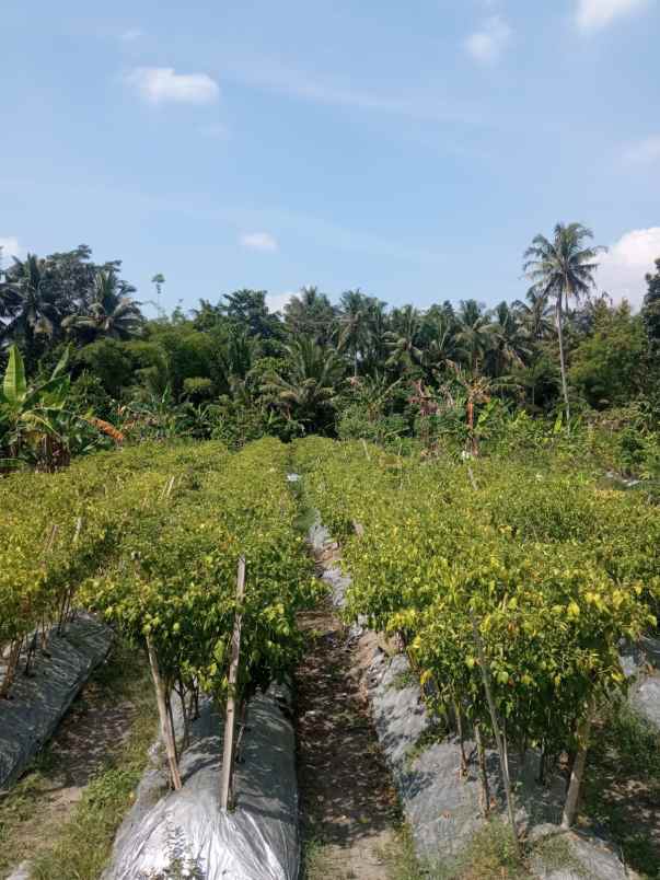 tanah di jalan magelang km 14 belakang rsud sleman