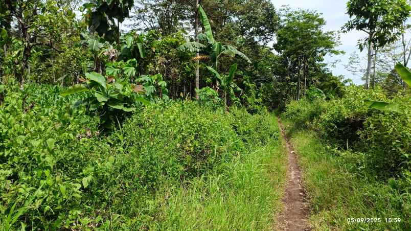 tanah di negeri sakti luas 2 5 hektar surat shm
