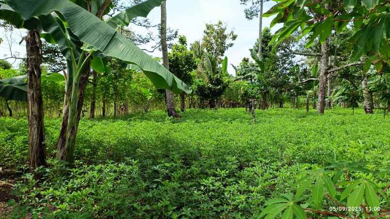 tanah di negeri sakti luas 2 5 hektar surat shm