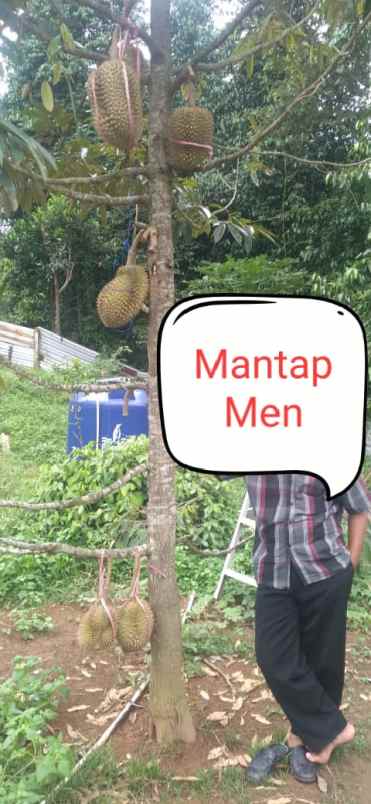 tanah kebun duren dan ternak domba di waringinkurung