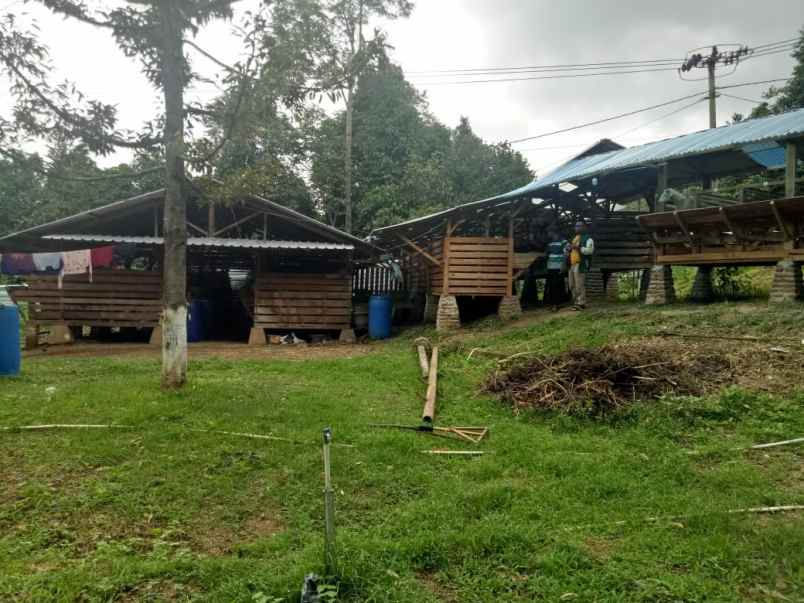 tanah kebun duren dan ternak domba di waringinkurung