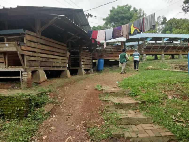 tanah kebun duren dan ternak domba di waringinkurung
