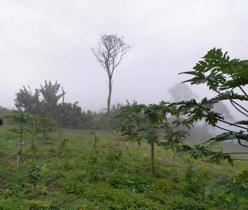 tanah kebun view jungle di kintamani bali
