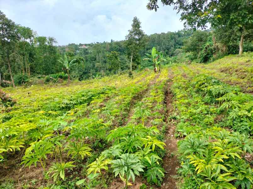 tanah kebun view jungle di kintamani bali