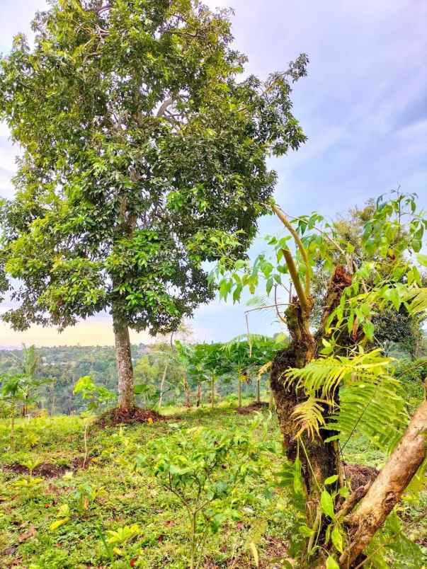 tanah kebun view jungle di kintamani bali