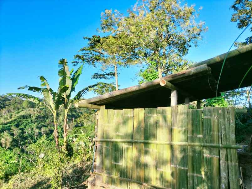 tanah kebun view jungle di kintamani bali