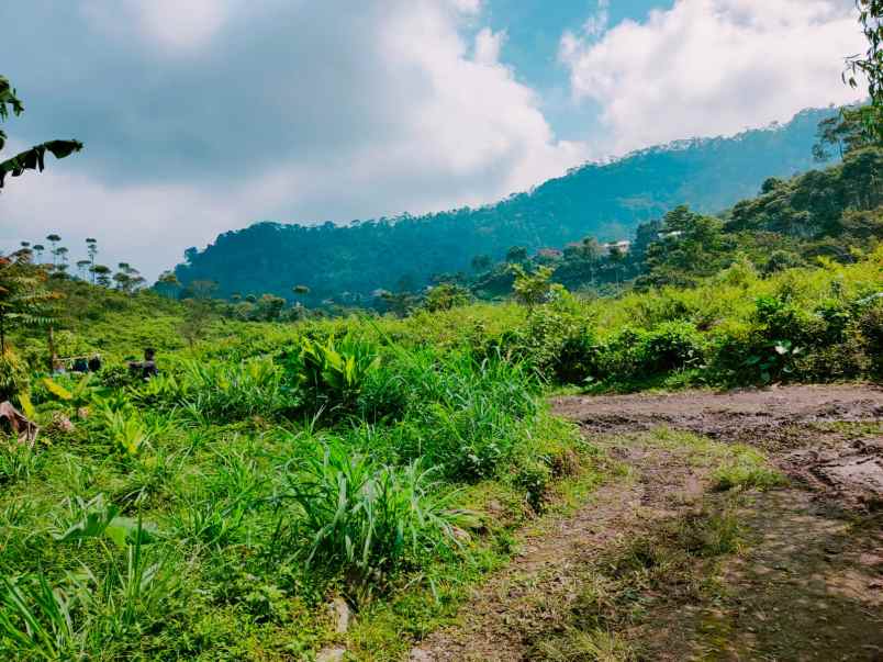 tanah kemuning ngargoyoso