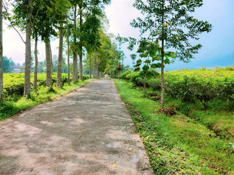 tanah kemuning ngargoyoso