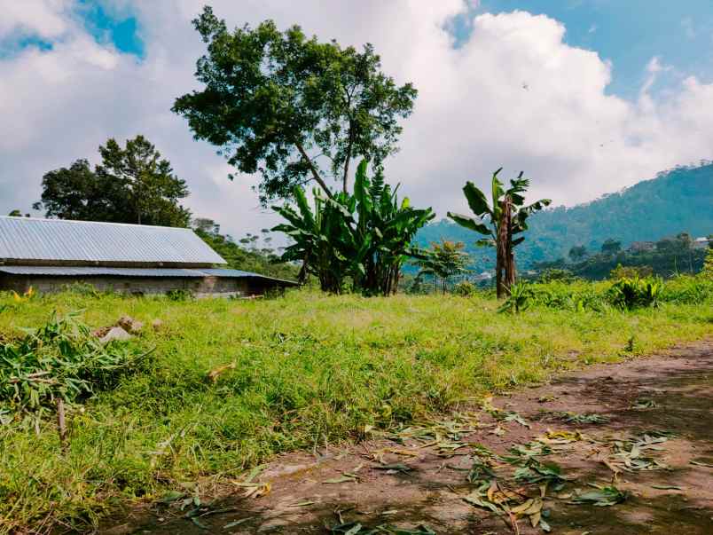 tanah kemuning ngargoyoso