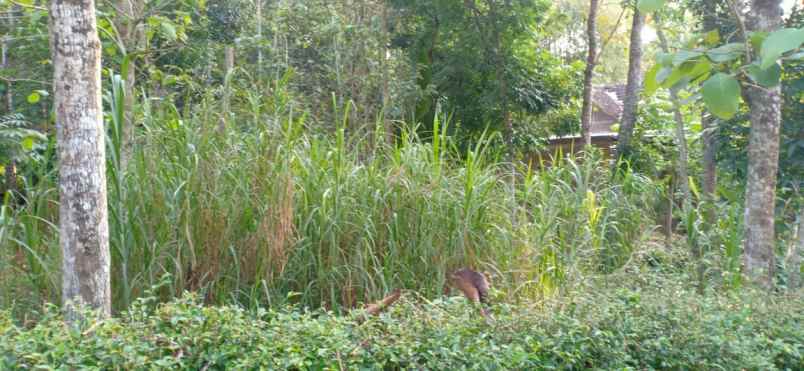 tanah ngadirejo mojogedang
