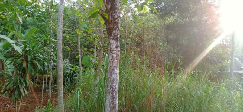 tanah ngadirejo mojogedang