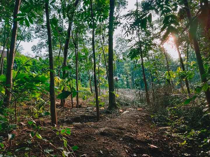 tanah ngadirejo mojogedang