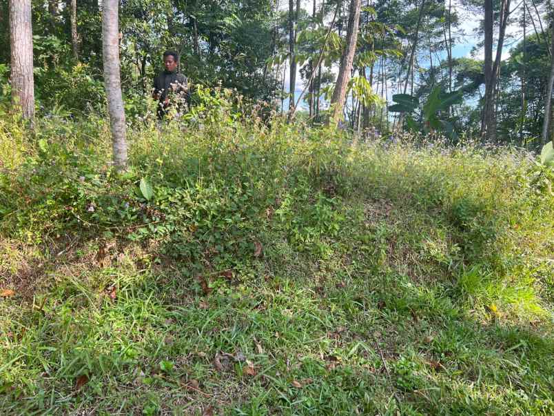 tanah super datar 200juta ngargoyoso karanganyar