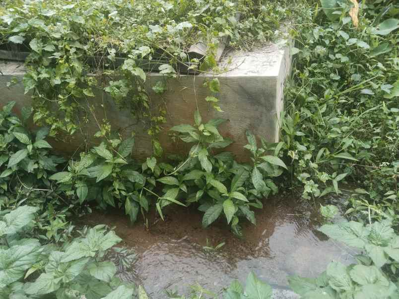 vila kebun produktif punya mata air ciater subang