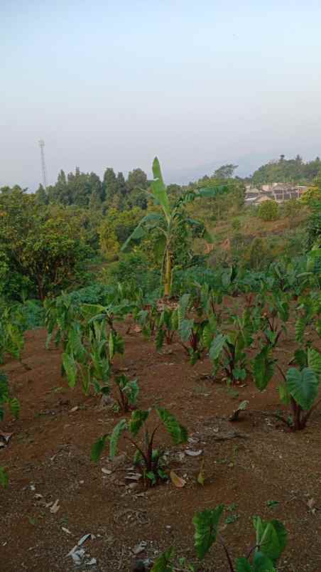 cijeruk bogor tajur halang tanah best view