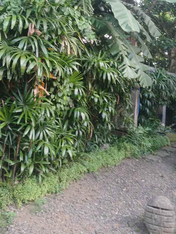 dijual 5 55 are jl kertanegara ubung kaja denpasar