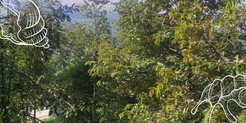 dijual lahan kebun durian luas 5 000m ngantang malang