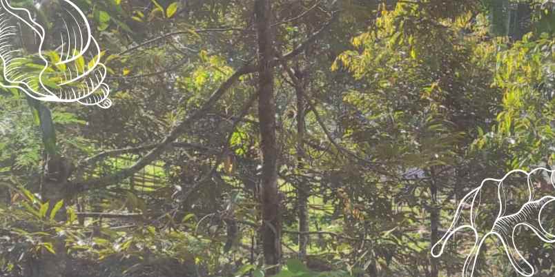 dijual lahan kebun durian luas 5 000m ngantang malang