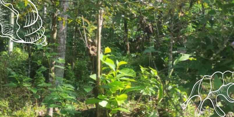 dijual lahan kebun durian luas 5 000m ngantang malang
