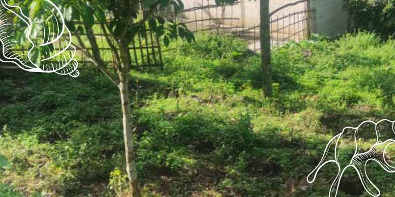 dijual lahan kebun durian luas 5 000m ngantang malang