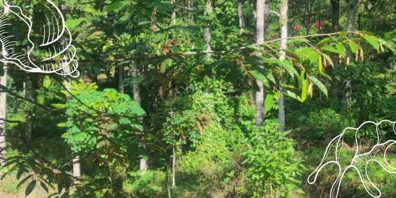 dijual lahan kebun durian luas 5 000m ngantang malang