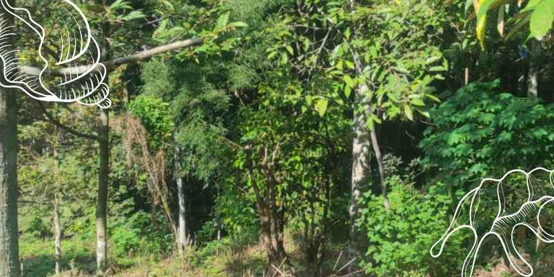 dijual lahan kebun durian luas 5 000m ngantang malang