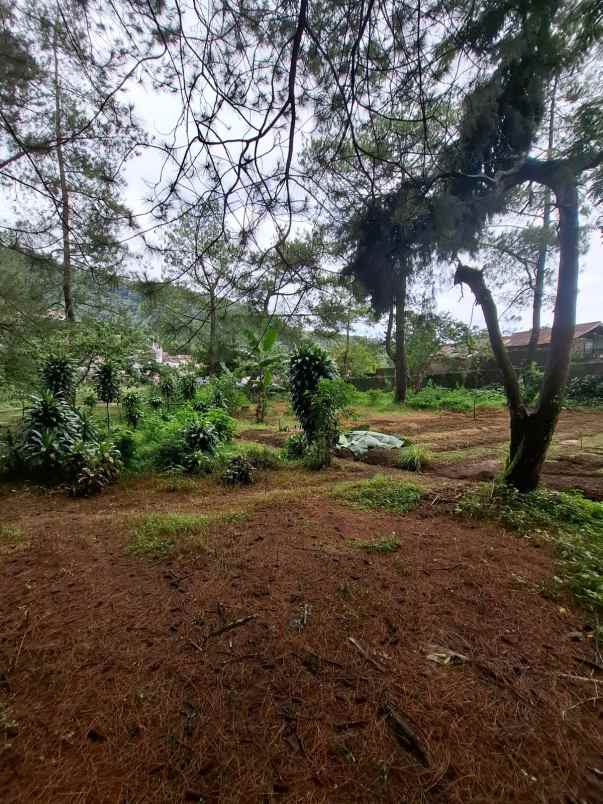 dijual murah villa dan tanah dekat puncak pass