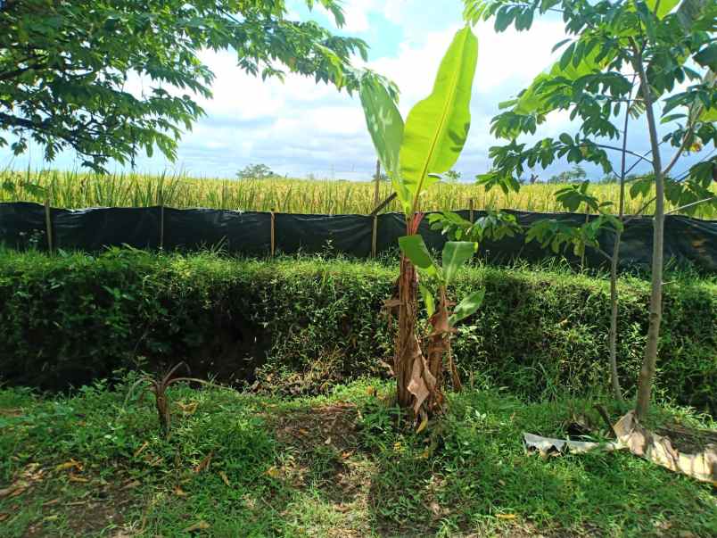 dijual sawah produktif 3500m kedawung sragen
