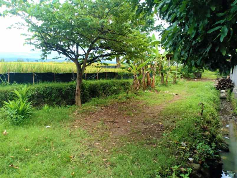 dijual sawah produktif 3500m kedawung sragen