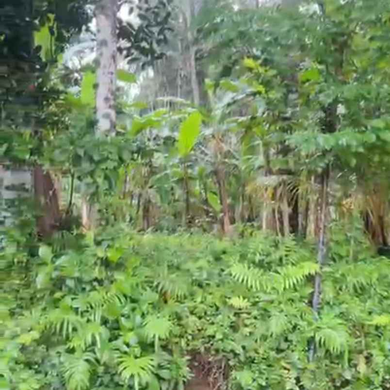 dijual tanah abiansemal