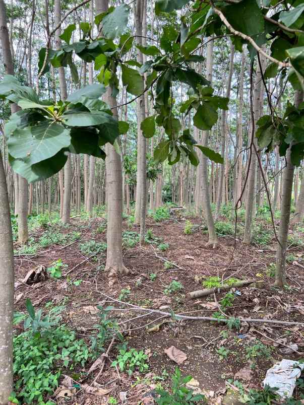 dijual tanah bringin