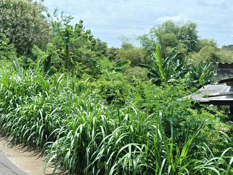 dijual tanah dijual tanah di kaliboto