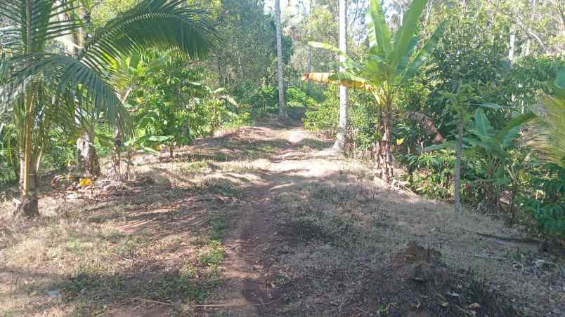 dijual tanah ds angkah kec selemadeg