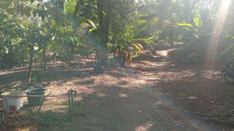 dijual tanah ds angkah kec selemadeg