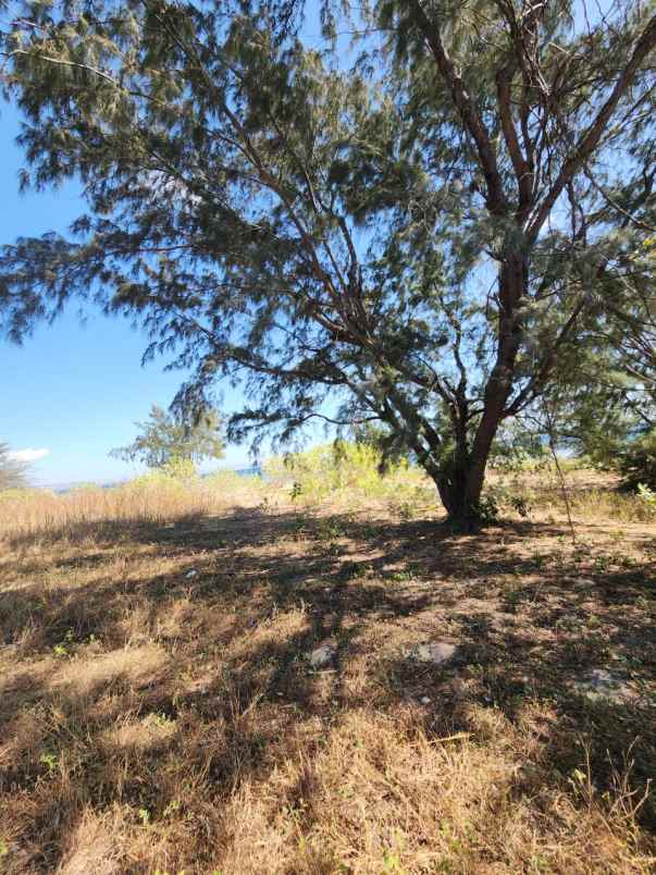 dijual tanah kanatang sumba timur