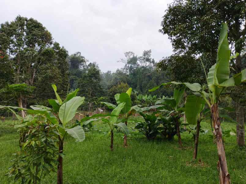 dijual tanah kebun 7880 m2 di baturiti tabanan bali