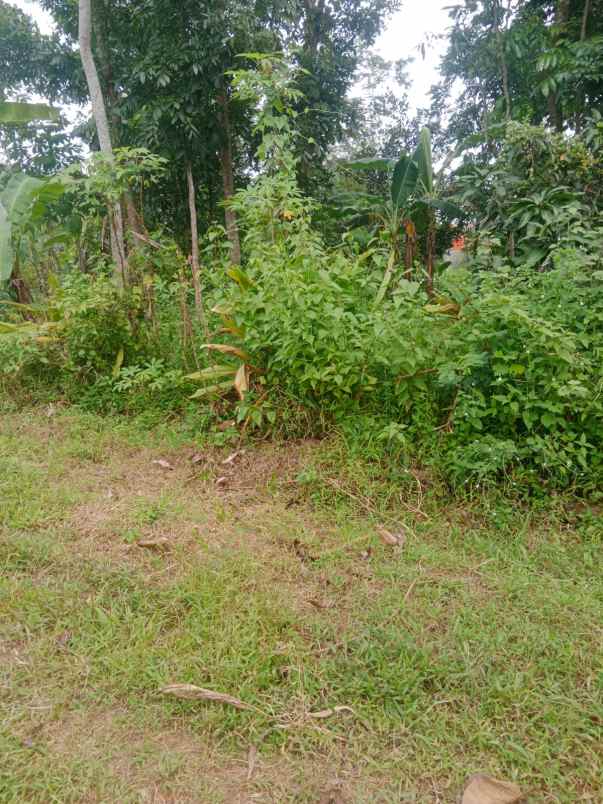 dijual tanah kebun akses jalan mobil