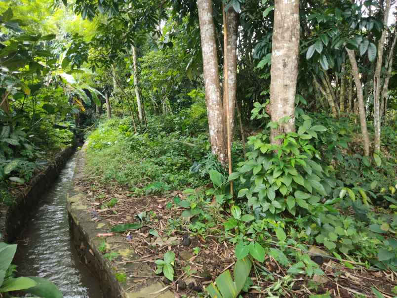 dijual tanah kebun pinggir jalan desa