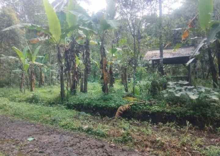 dijual tanah kebun pinggir jalan desa mobil truk masuk