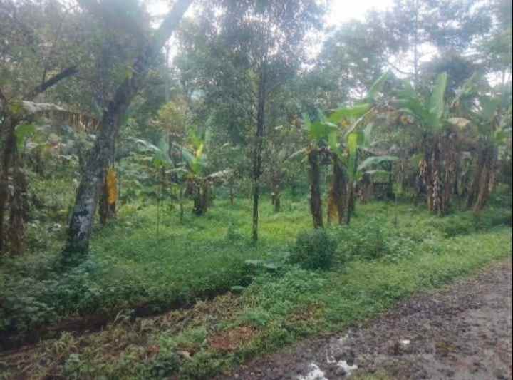 dijual tanah kebun pinggir jalan desa mobil truk masuk