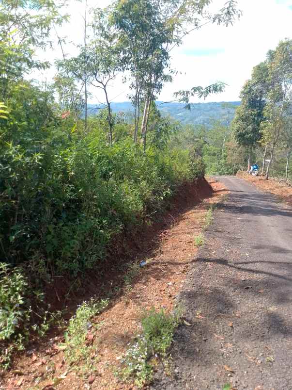 dijual tanah kebun produktif