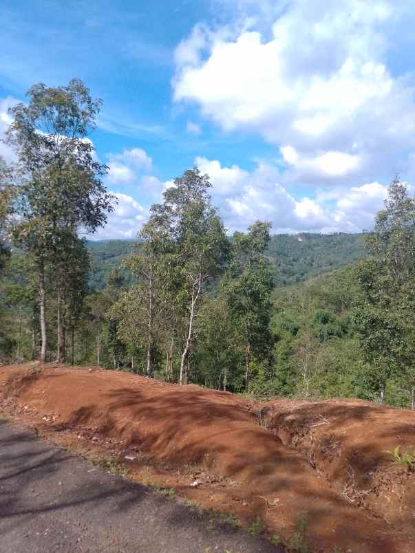 dijual tanah kebun produktif