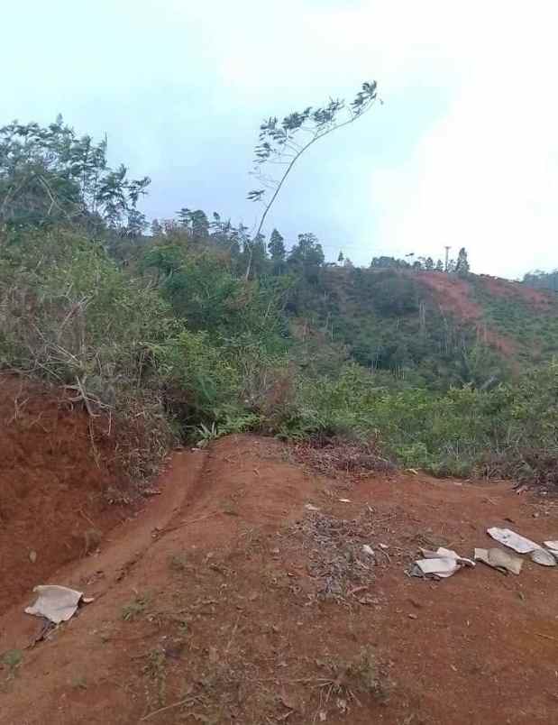 dijual tanah kebun produktif